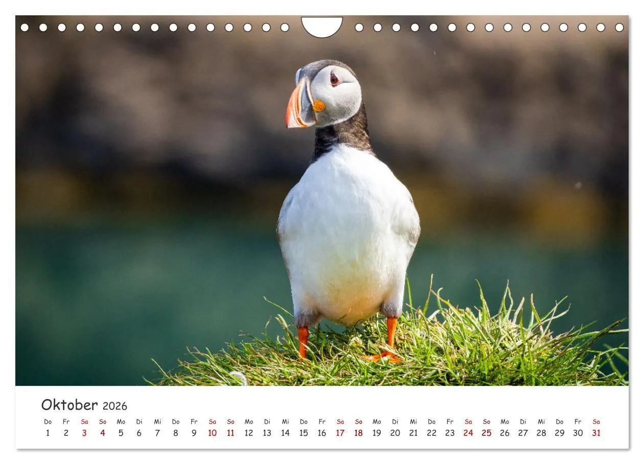 Bild: 9783457562741 | Die Welt der Papageientaucher - Islands Wildvögel (Wandkalender...