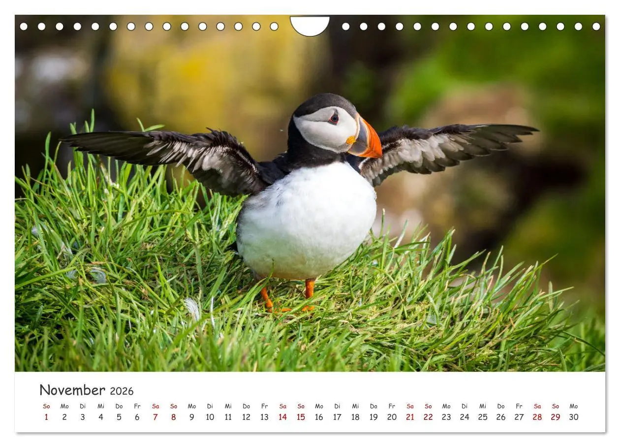 Bild: 9783457562741 | Die Welt der Papageientaucher - Islands Wildvögel (Wandkalender...