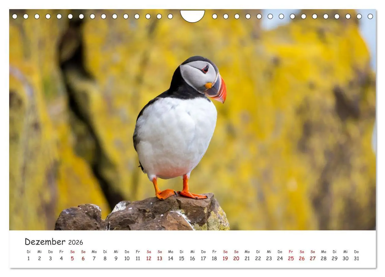 Bild: 9783457562741 | Die Welt der Papageientaucher - Islands Wildvögel (Wandkalender...