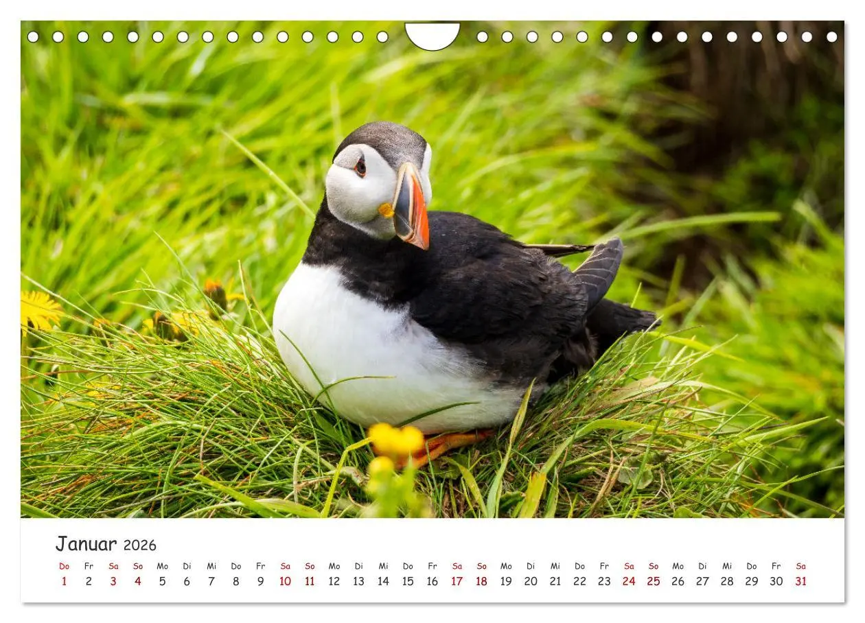 Bild: 9783457562741 | Die Welt der Papageientaucher - Islands Wildvögel (Wandkalender...