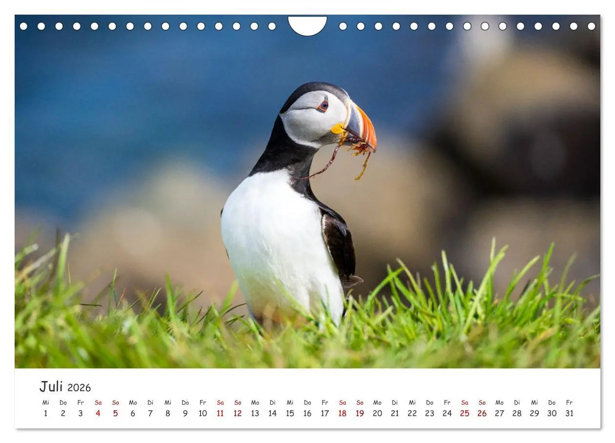 Bild: 9783457562741 | Die Welt der Papageientaucher - Islands Wildvögel (Wandkalender...