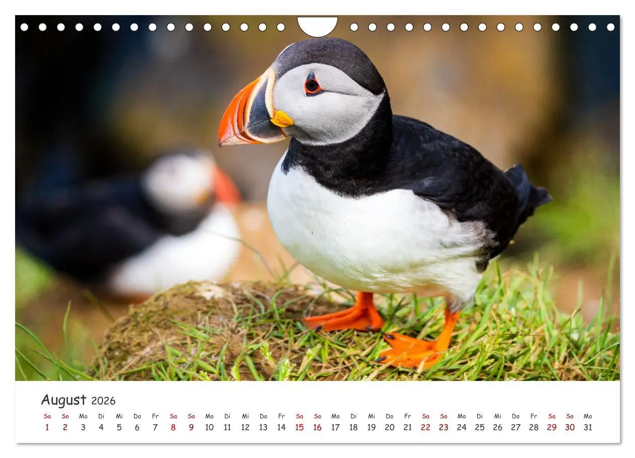Bild: 9783457562741 | Die Welt der Papageientaucher - Islands Wildvögel (Wandkalender...