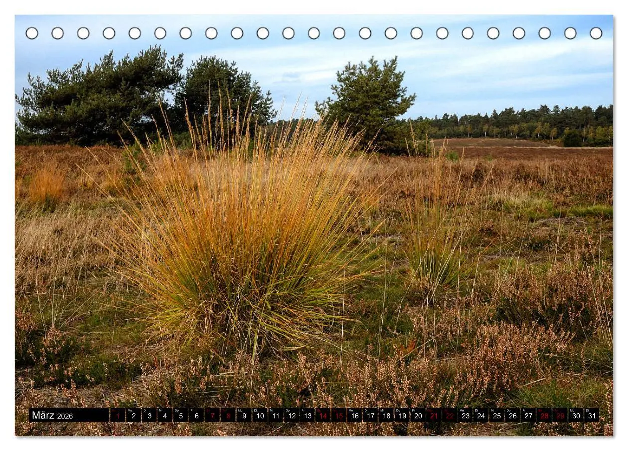 Bild: 9783457872741 | Lüneburger Heide (Tischkalender 2026 DIN A5 quer), CALVENDO...