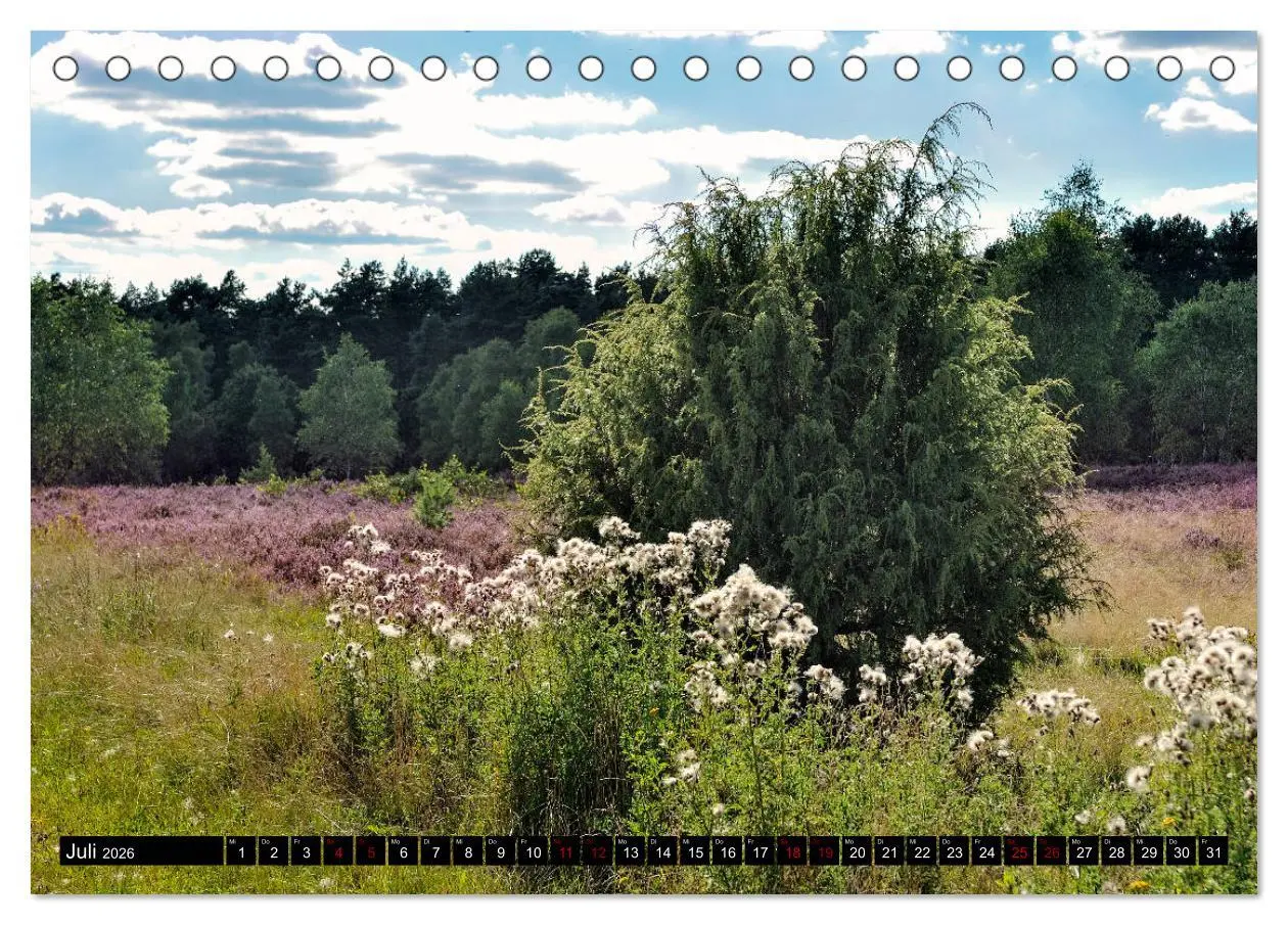 Bild: 9783457872741 | Lüneburger Heide (Tischkalender 2026 DIN A5 quer), CALVENDO...