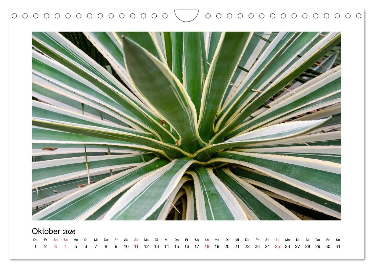 Bild: 9783457792841 | Kakteen und Sukkulenten (Wandkalender 2026 DIN A4 quer), CALVENDO...