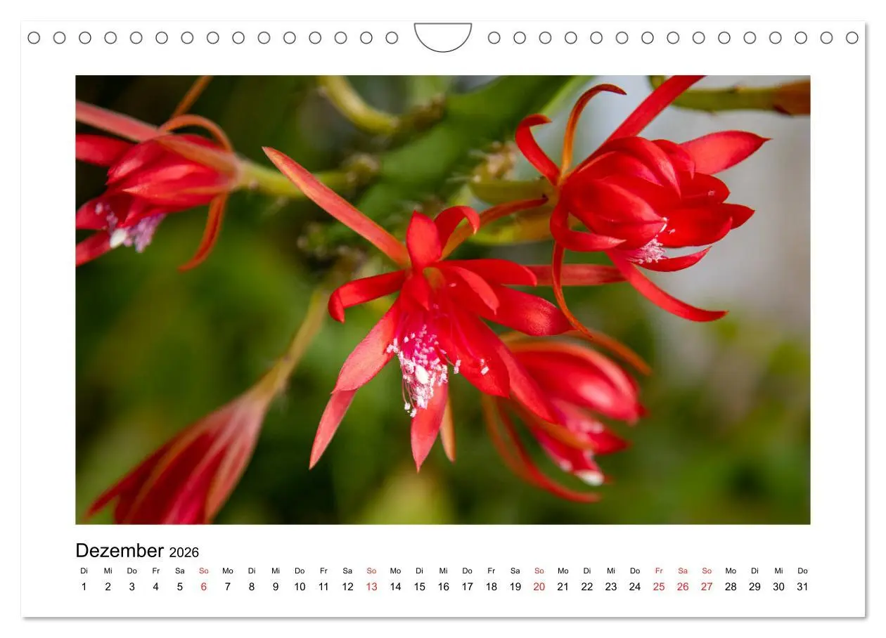 Bild: 9783457792841 | Kakteen und Sukkulenten (Wandkalender 2026 DIN A4 quer), CALVENDO...