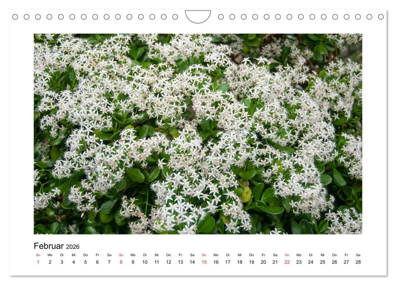 Bild: 9783457792841 | Kakteen und Sukkulenten (Wandkalender 2026 DIN A4 quer), CALVENDO...
