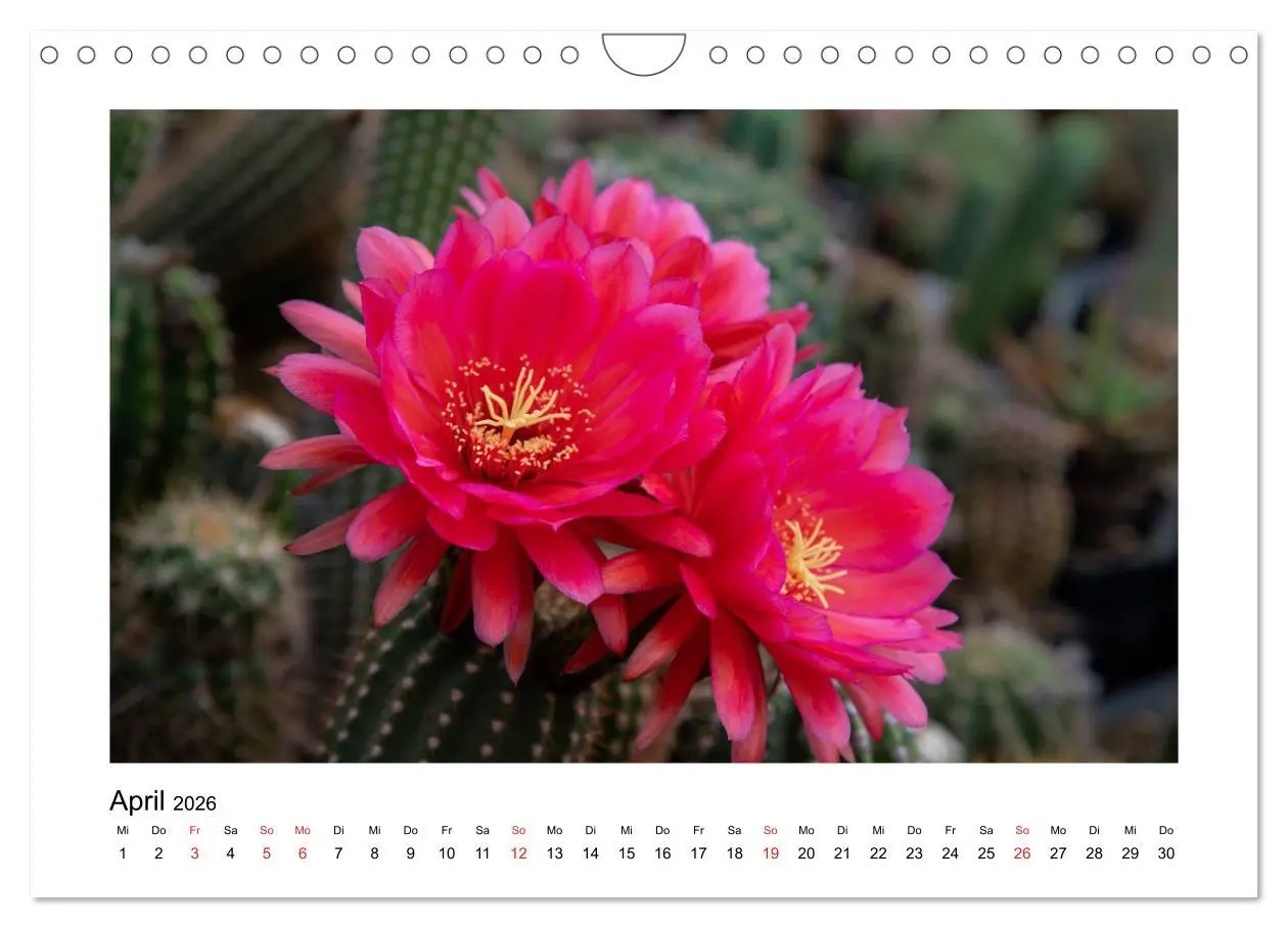 Bild: 9783457792841 | Kakteen und Sukkulenten (Wandkalender 2026 DIN A4 quer), CALVENDO...