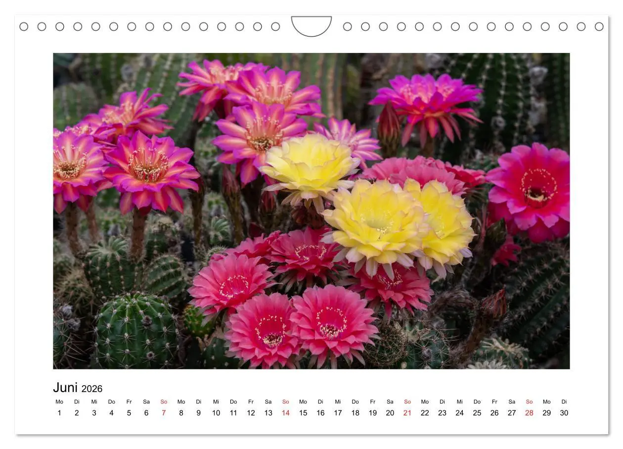 Bild: 9783457792841 | Kakteen und Sukkulenten (Wandkalender 2026 DIN A4 quer), CALVENDO...