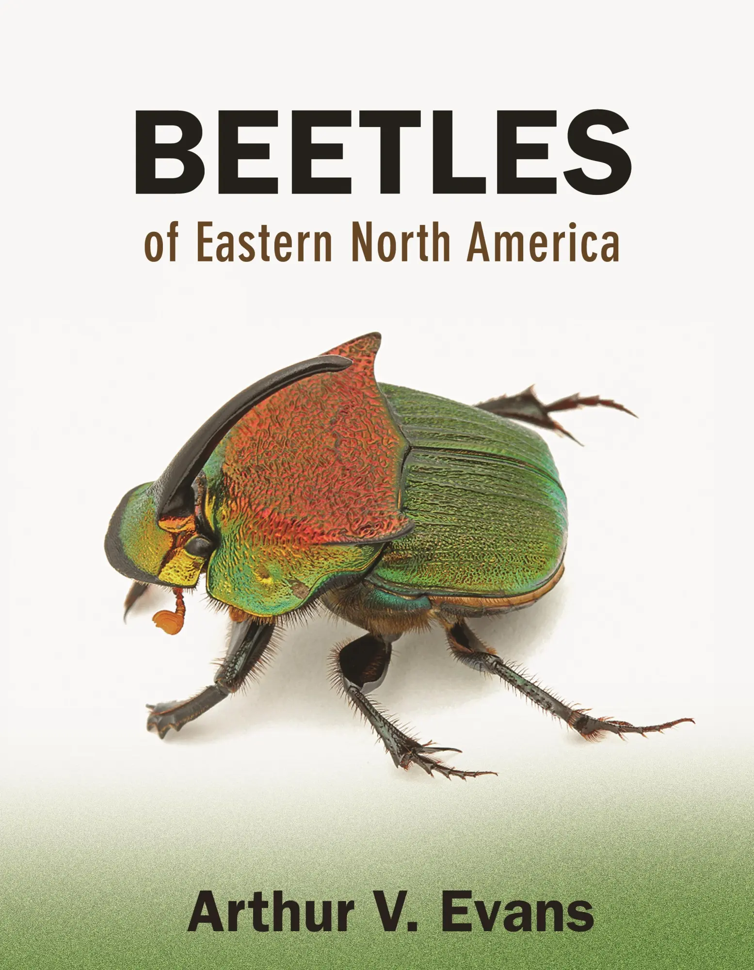 Cover: 9780691133041 | Beetles of Eastern North America | Arthur V Evans | Taschenbuch | 2014