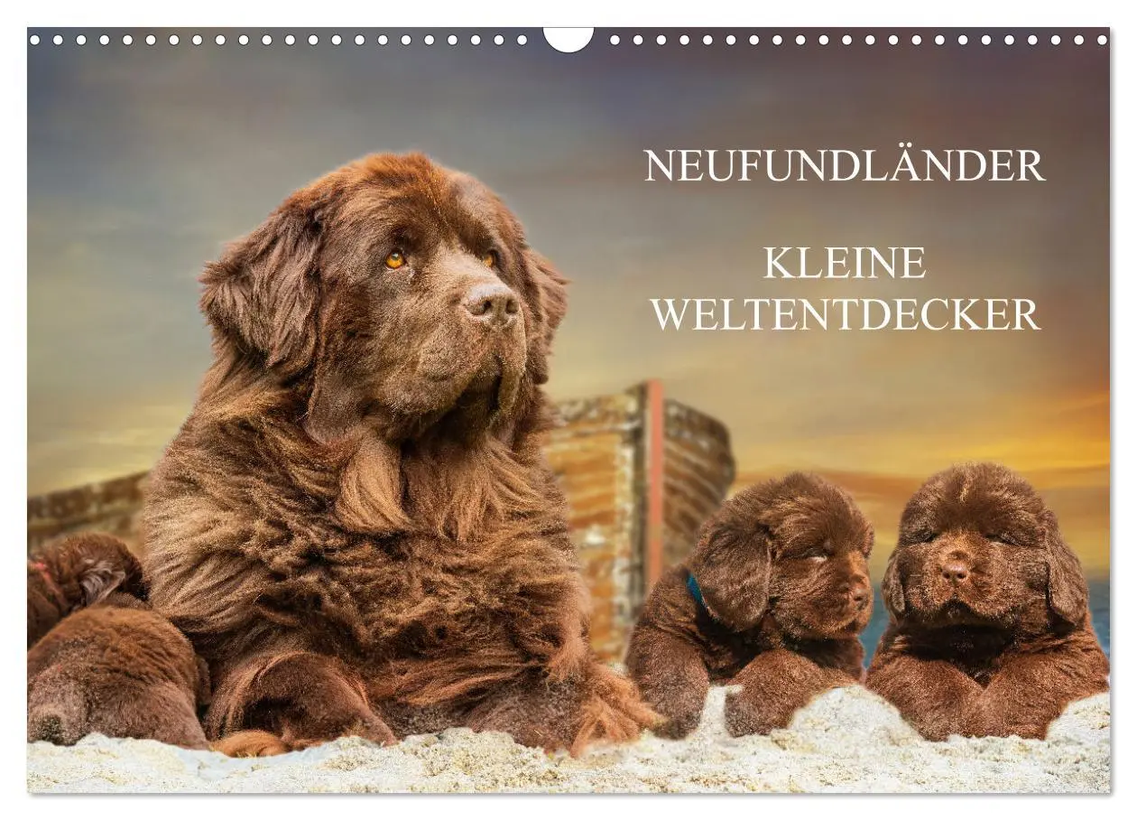 Cover: 9783457363041 | Neufundländer - Kleine Weltentdecker (Wandkalender 2026 DIN A3...