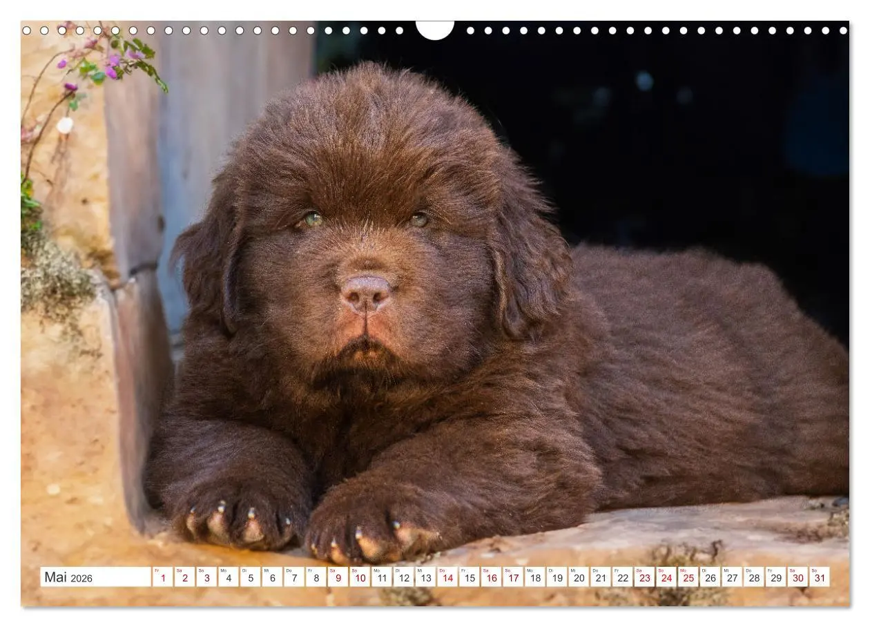 Bild: 9783457363041 | Neufundländer - Kleine Weltentdecker (Wandkalender 2026 DIN A3...