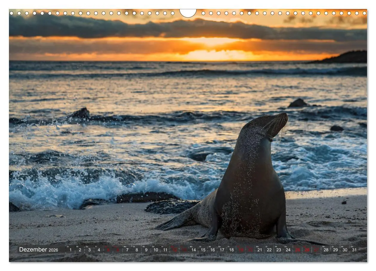 Bild: 9783457593141 | Die faszinierende Tierwelt der Galapagos-Inseln (Wandkalender 2026...