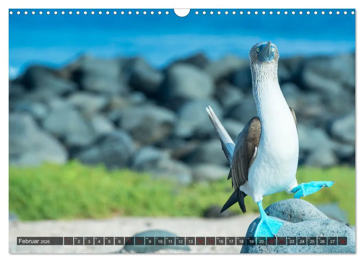 Bild: 9783457593141 | Die faszinierende Tierwelt der Galapagos-Inseln (Wandkalender 2026...