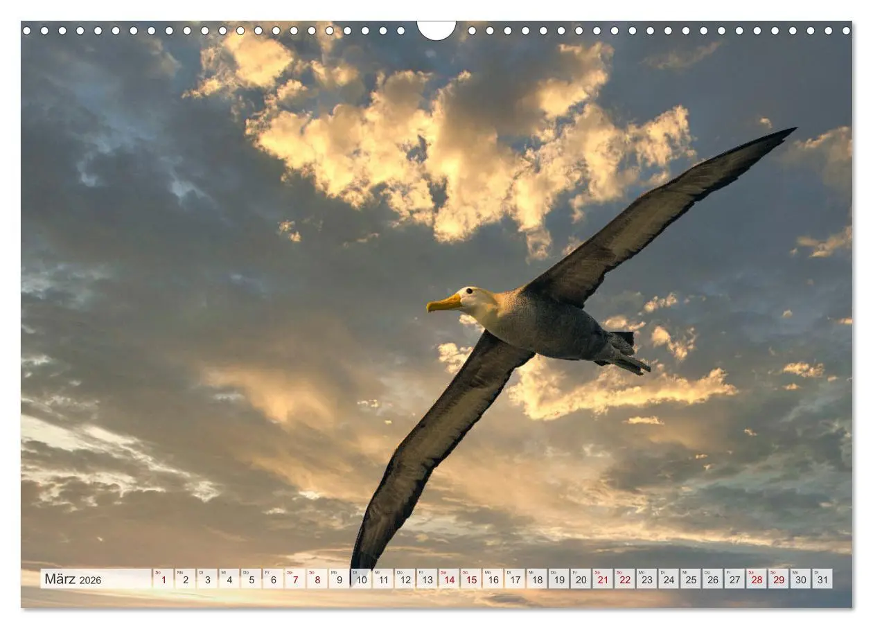 Bild: 9783457593141 | Die faszinierende Tierwelt der Galapagos-Inseln (Wandkalender 2026...