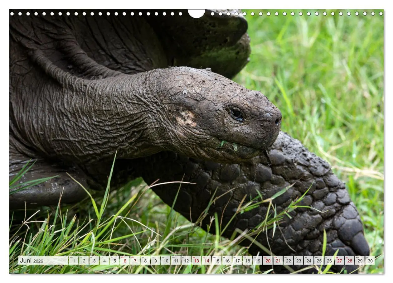 Bild: 9783457593141 | Die faszinierende Tierwelt der Galapagos-Inseln (Wandkalender 2026...