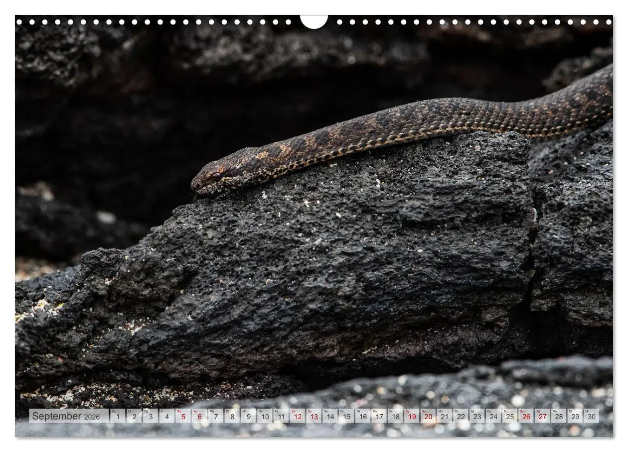 Bild: 9783457593141 | Die faszinierende Tierwelt der Galapagos-Inseln (Wandkalender 2026...