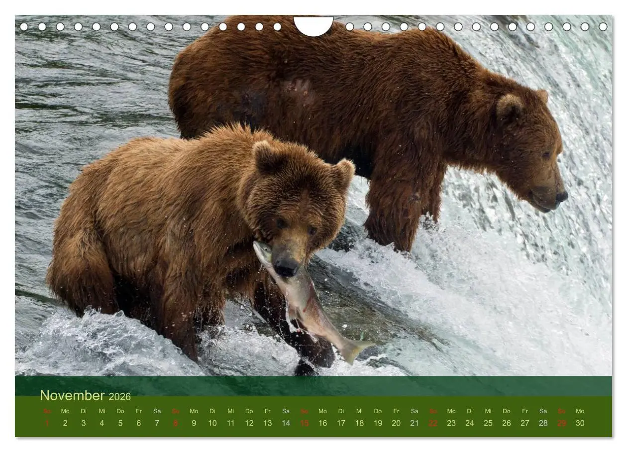 Bild: 9783516203141 | Der Bärenkalender 2026 (Wandkalender 2026 DIN A4 quer), CALVENDO...
