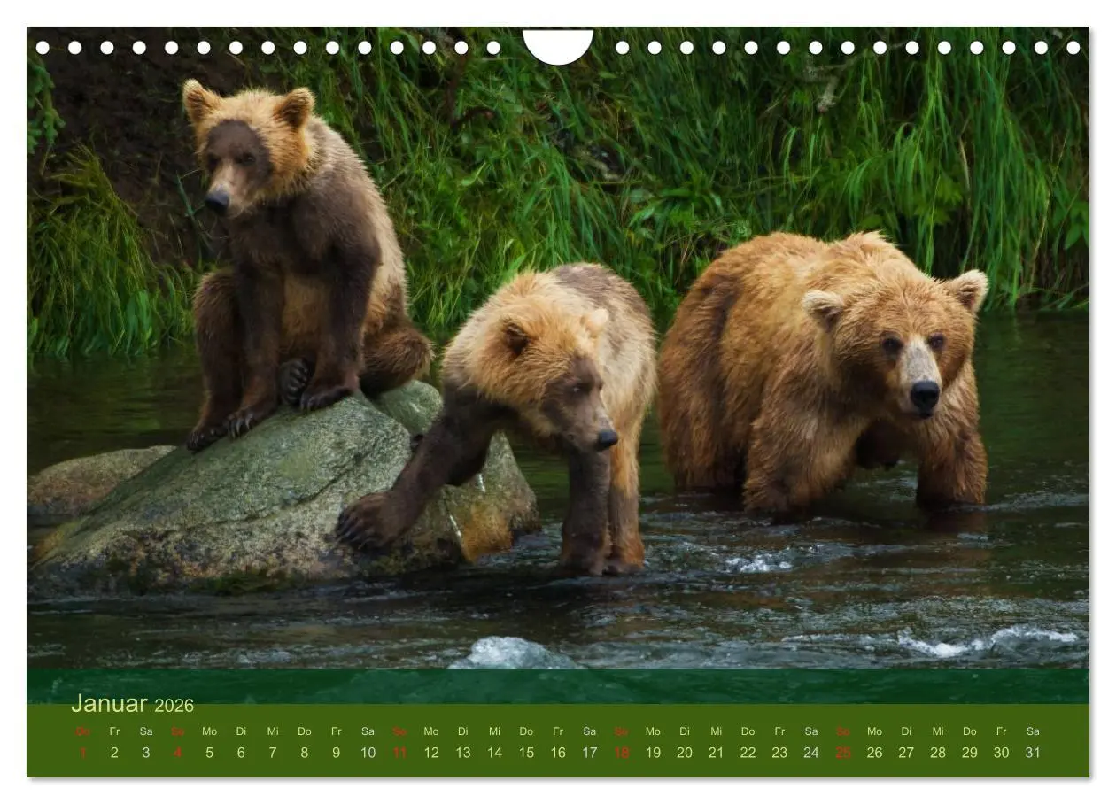 Bild: 9783516203141 | Der Bärenkalender 2026 (Wandkalender 2026 DIN A4 quer), CALVENDO...