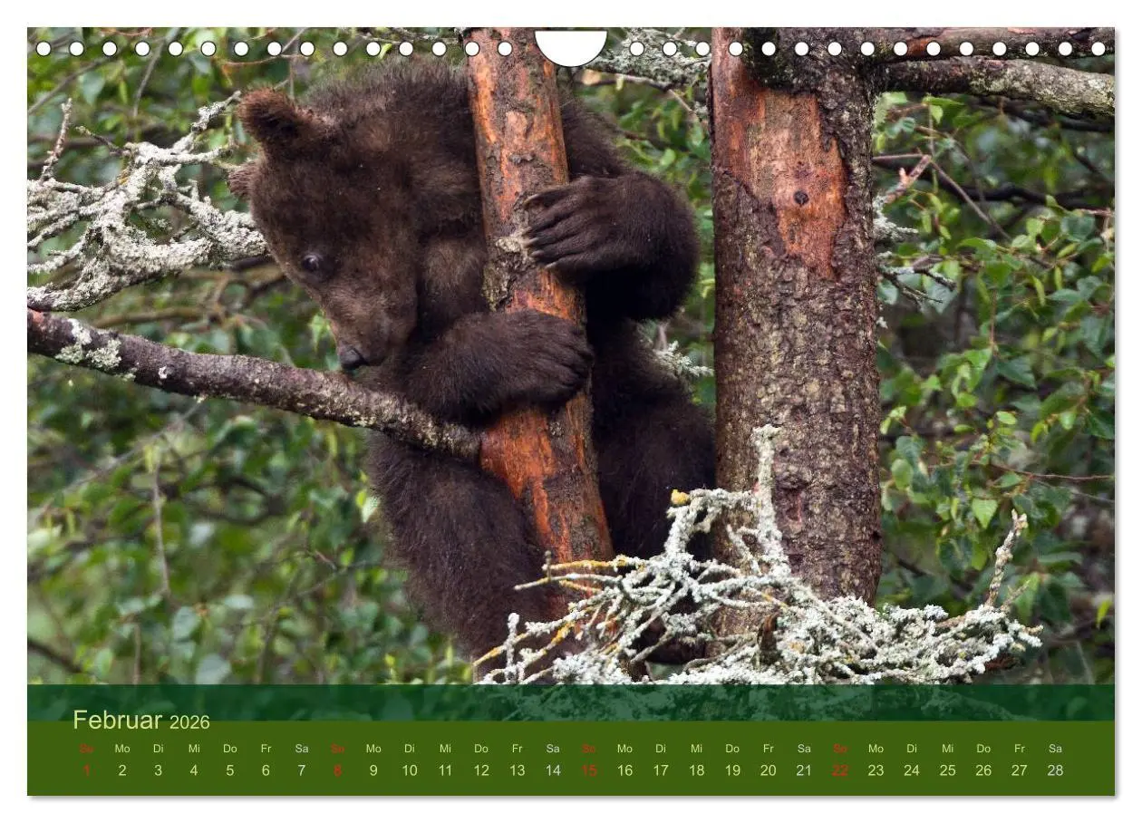 Bild: 9783516203141 | Der Bärenkalender 2026 (Wandkalender 2026 DIN A4 quer), CALVENDO...