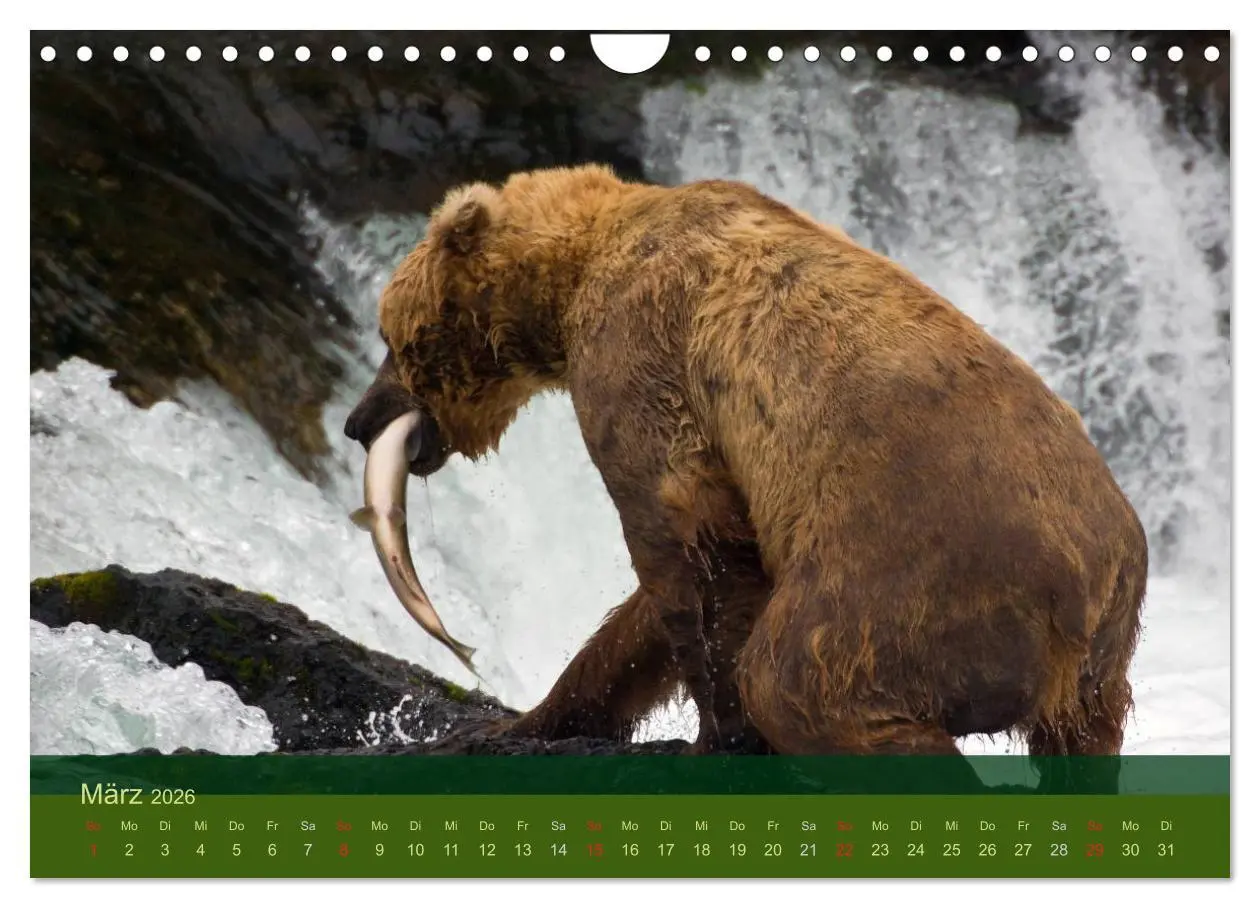 Bild: 9783516203141 | Der Bärenkalender 2026 (Wandkalender 2026 DIN A4 quer), CALVENDO...