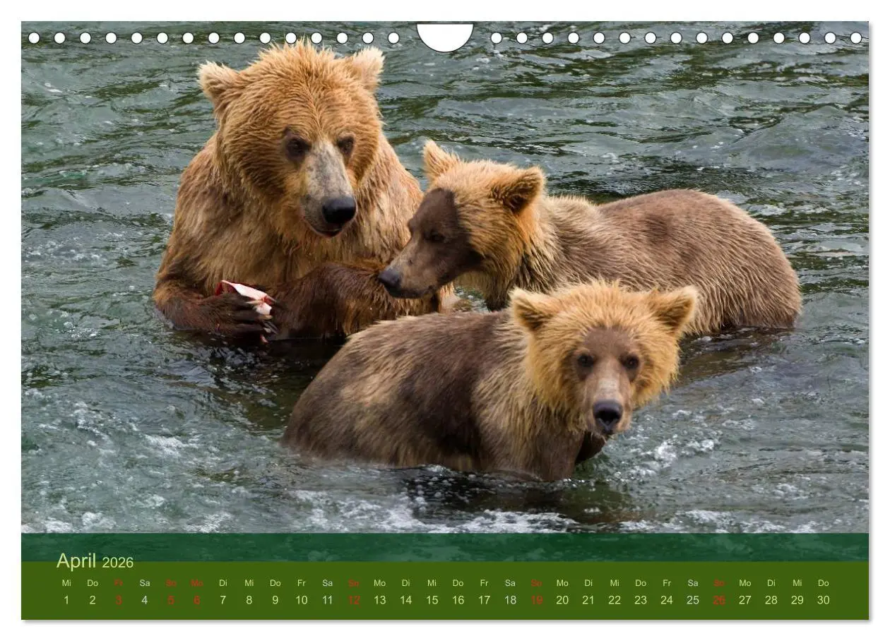 Bild: 9783516203141 | Der Bärenkalender 2026 (Wandkalender 2026 DIN A4 quer), CALVENDO...