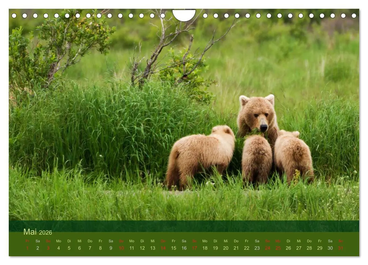 Bild: 9783516203141 | Der Bärenkalender 2026 (Wandkalender 2026 DIN A4 quer), CALVENDO...