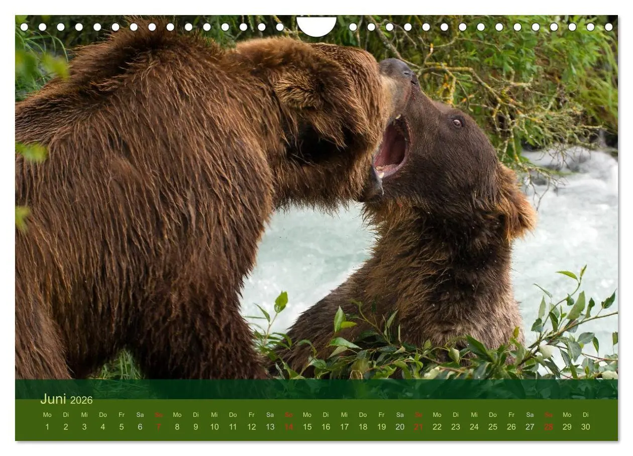 Bild: 9783516203141 | Der Bärenkalender 2026 (Wandkalender 2026 DIN A4 quer), CALVENDO...