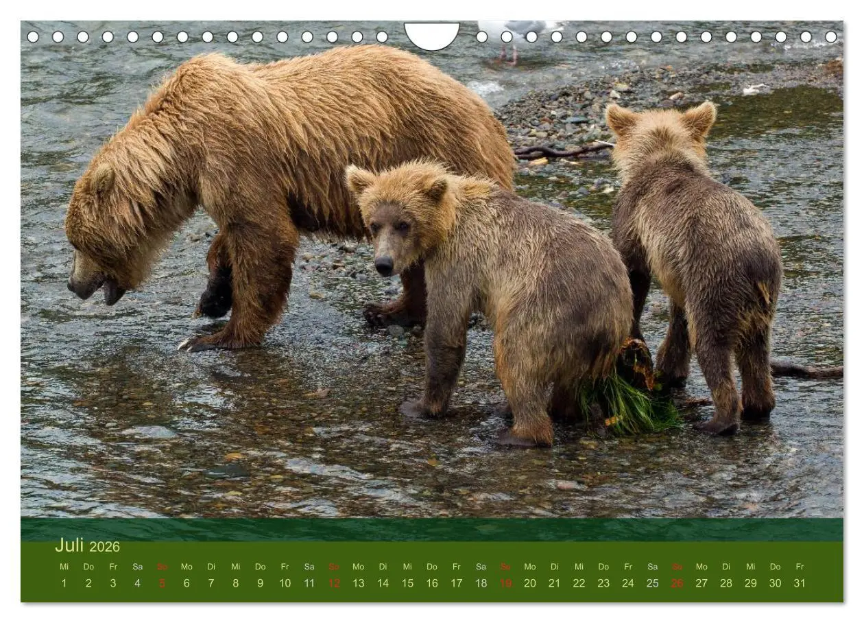 Bild: 9783516203141 | Der Bärenkalender 2026 (Wandkalender 2026 DIN A4 quer), CALVENDO...