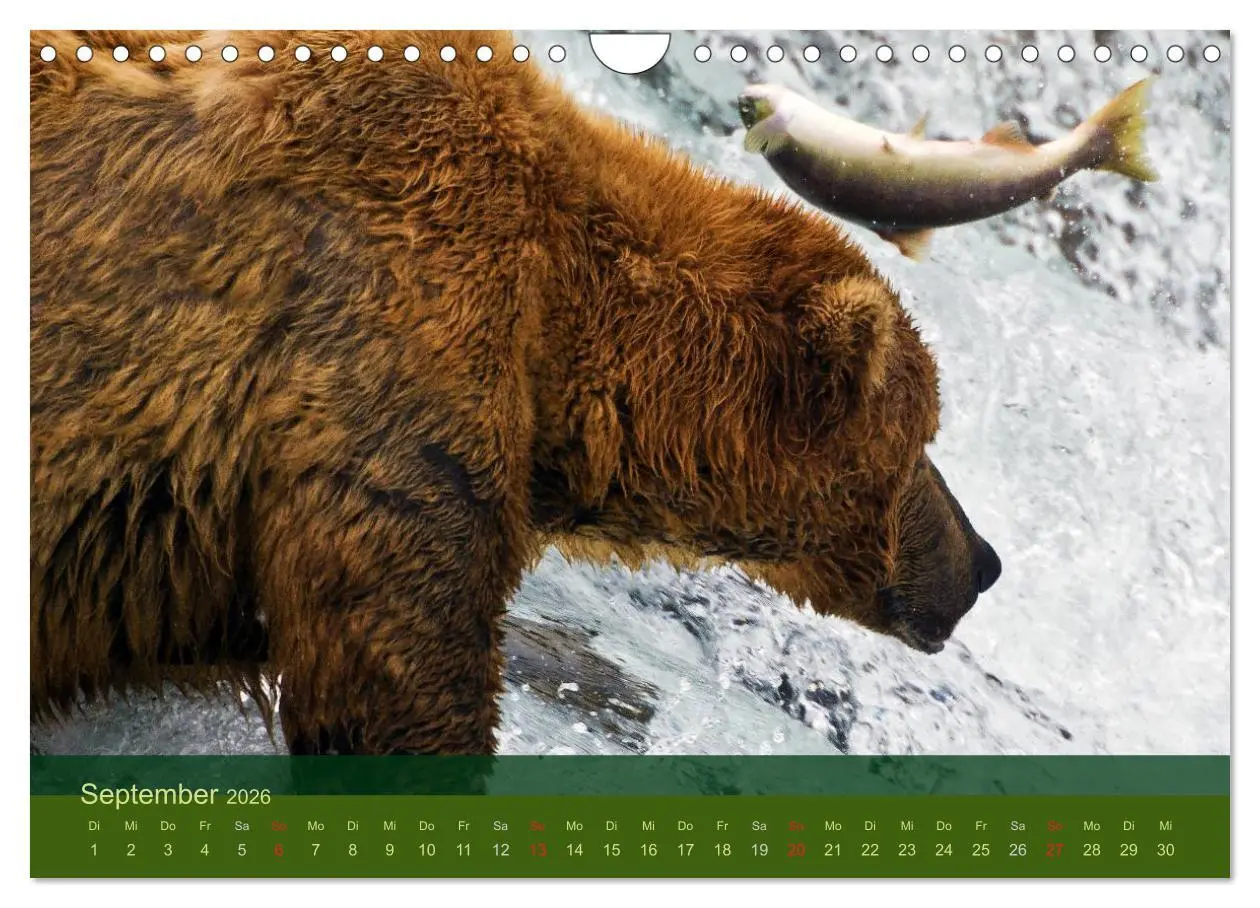 Bild: 9783516203141 | Der Bärenkalender 2026 (Wandkalender 2026 DIN A4 quer), CALVENDO...