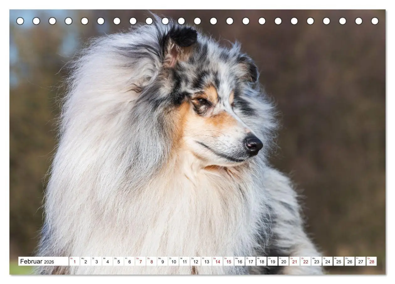 Bild: 9783457413241 | Collies - Eine Liebe für immer und ewig (Tischkalender 2026 DIN A5...