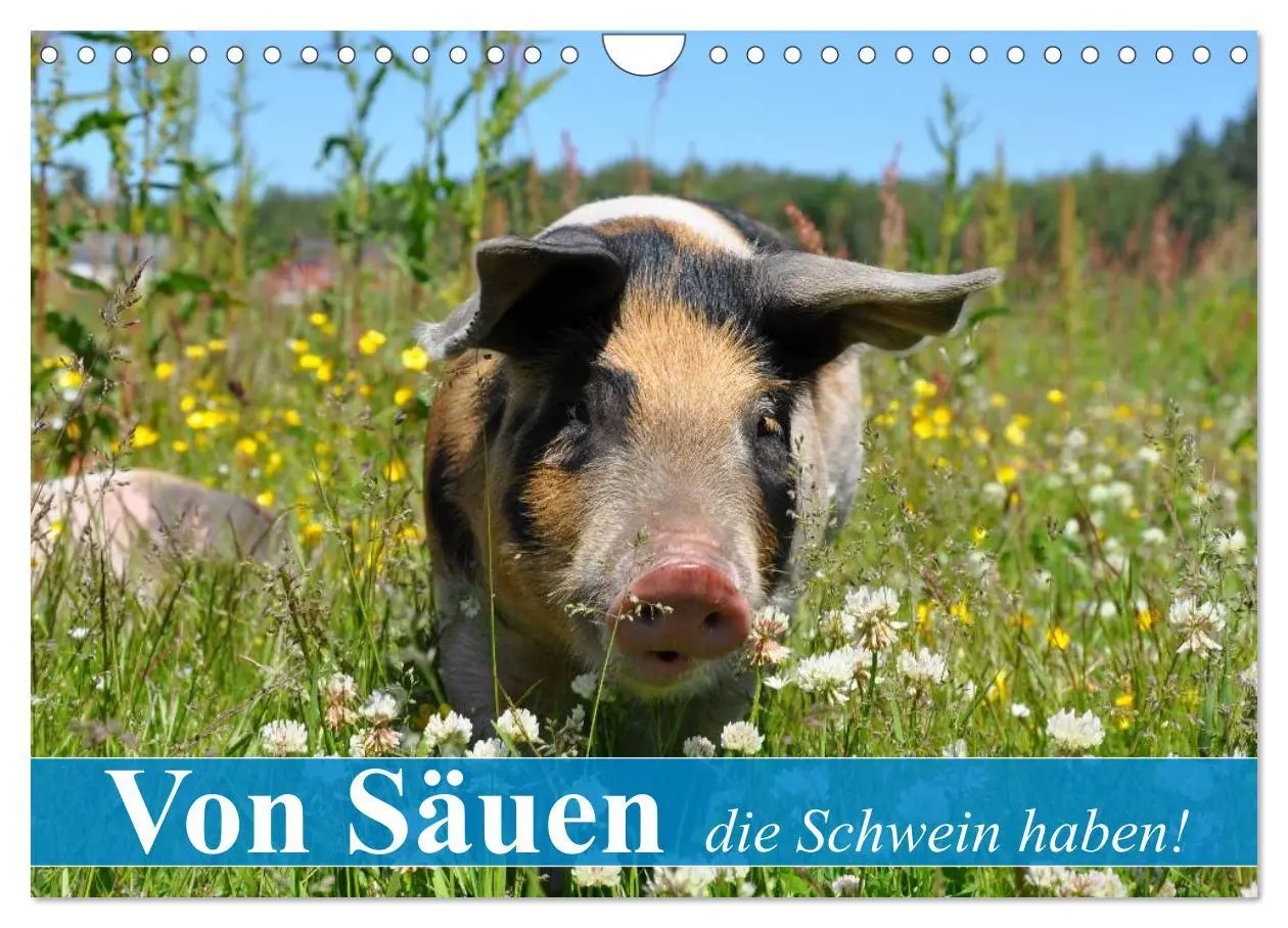 Cover: 9783516053241 | Von Säuen die Schwein haben! (Wandkalender 2026 DIN A4 quer),...