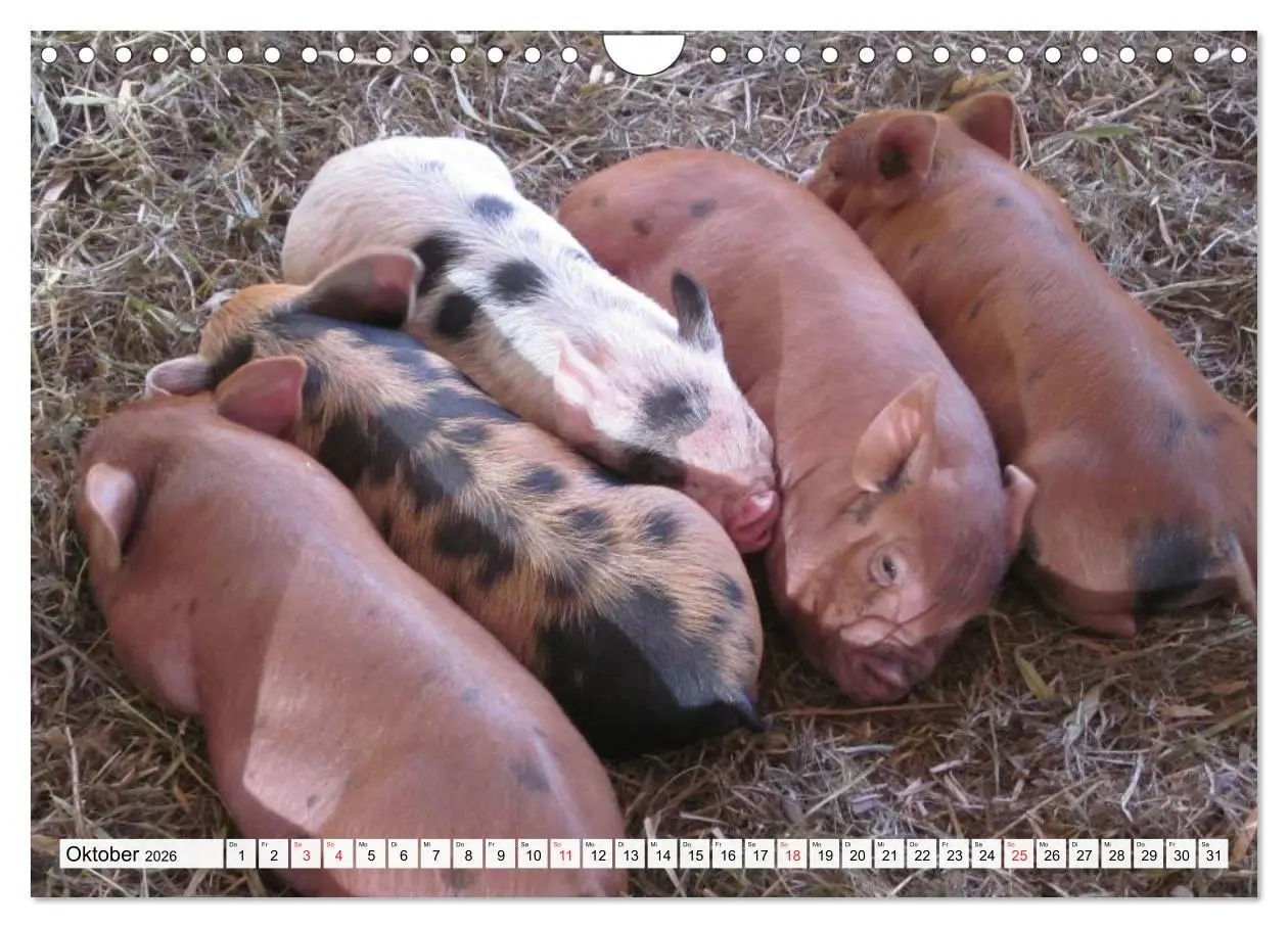 Bild: 9783516053241 | Von Säuen die Schwein haben! (Wandkalender 2026 DIN A4 quer),...
