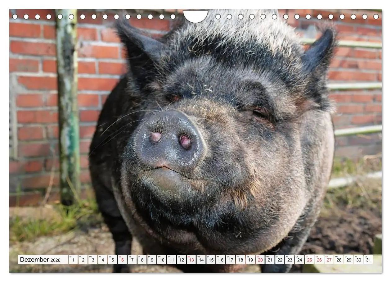 Bild: 9783516053241 | Von Säuen die Schwein haben! (Wandkalender 2026 DIN A4 quer),...