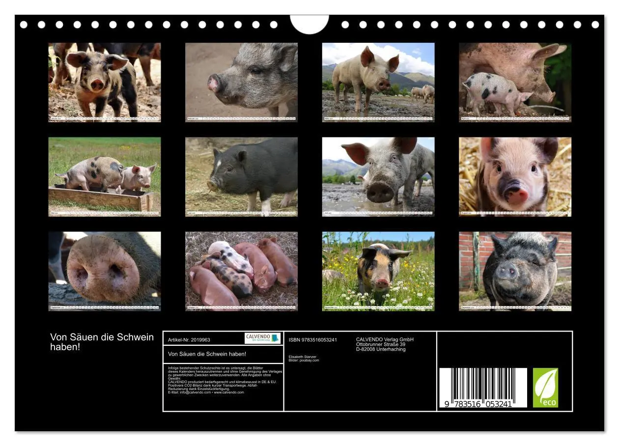 Bild: 9783516053241 | Von Säuen die Schwein haben! (Wandkalender 2026 DIN A4 quer),...