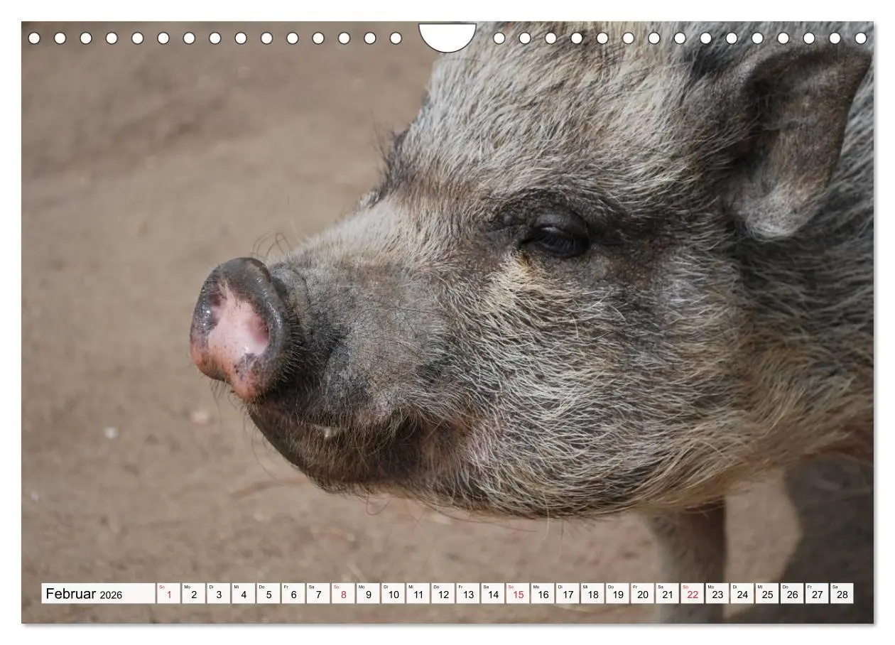 Bild: 9783516053241 | Von Säuen die Schwein haben! (Wandkalender 2026 DIN A4 quer),...