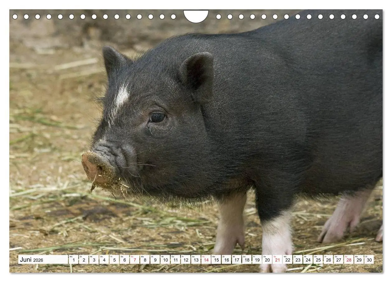 Bild: 9783516053241 | Von Säuen die Schwein haben! (Wandkalender 2026 DIN A4 quer),...