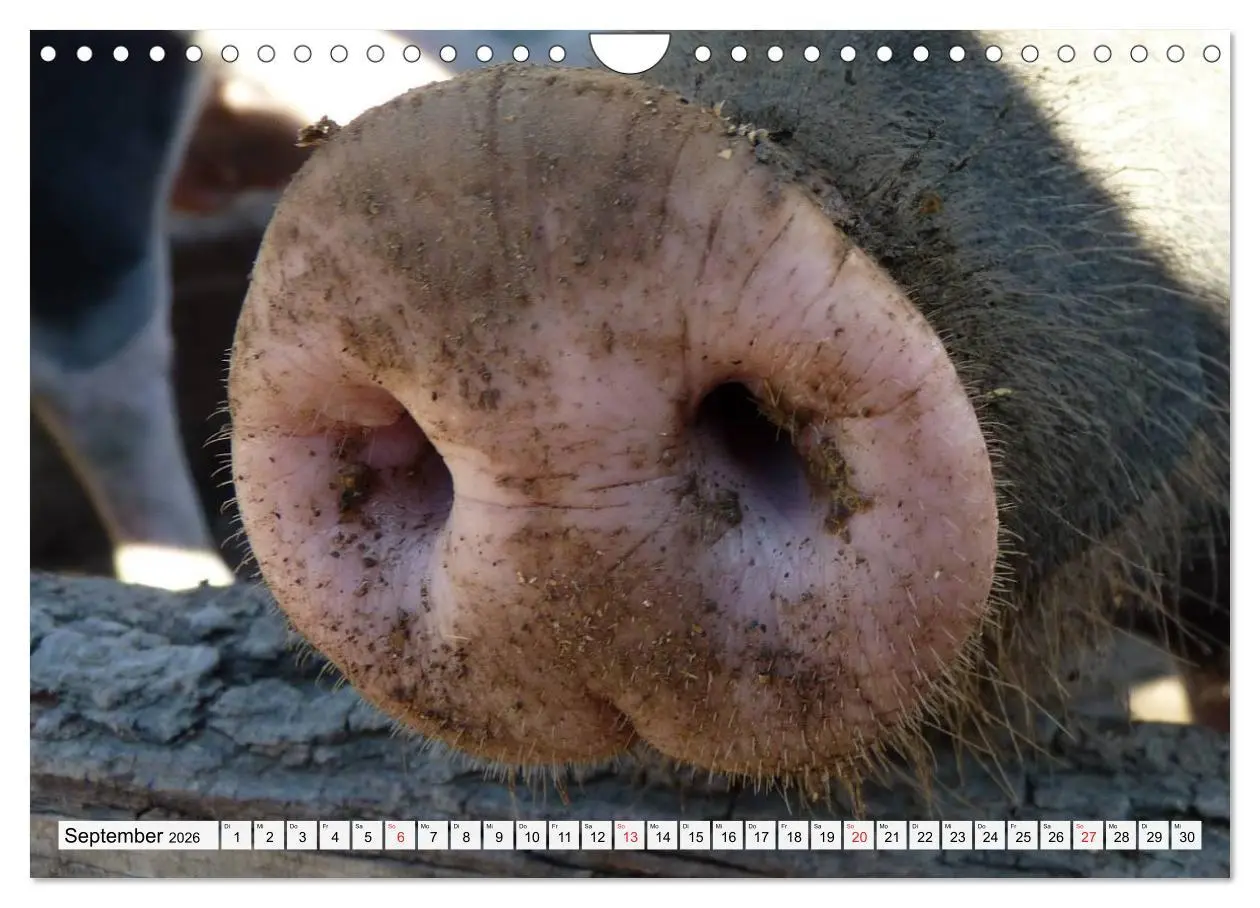 Bild: 9783516053241 | Von Säuen die Schwein haben! (Wandkalender 2026 DIN A4 quer),...