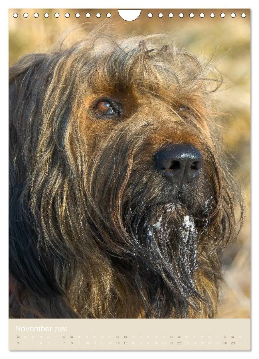 Bild: 9783516433241 | Briard-Gesichter (Wandkalender 2026 DIN A4 hoch), CALVENDO...