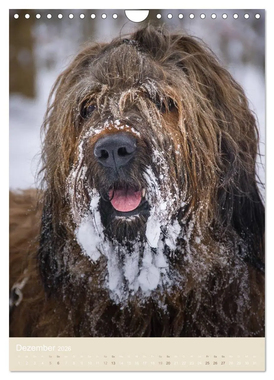 Bild: 9783516433241 | Briard-Gesichter (Wandkalender 2026 DIN A4 hoch), CALVENDO...