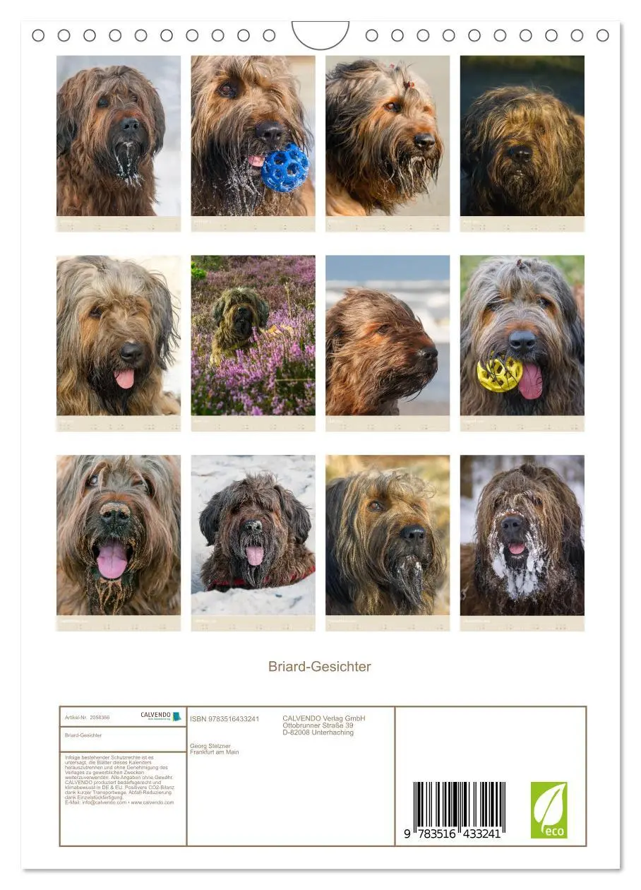 Bild: 9783516433241 | Briard-Gesichter (Wandkalender 2026 DIN A4 hoch), CALVENDO...