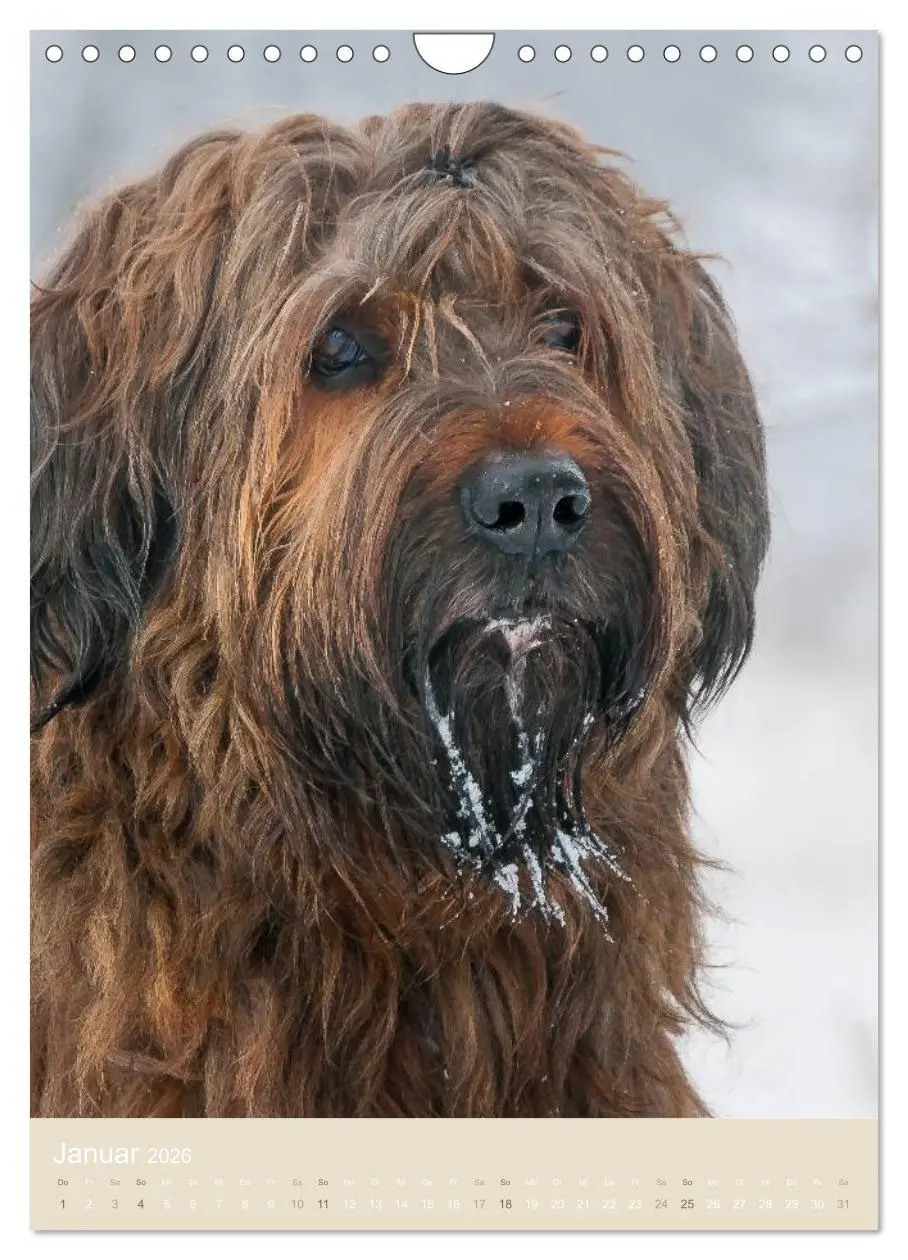 Bild: 9783516433241 | Briard-Gesichter (Wandkalender 2026 DIN A4 hoch), CALVENDO...