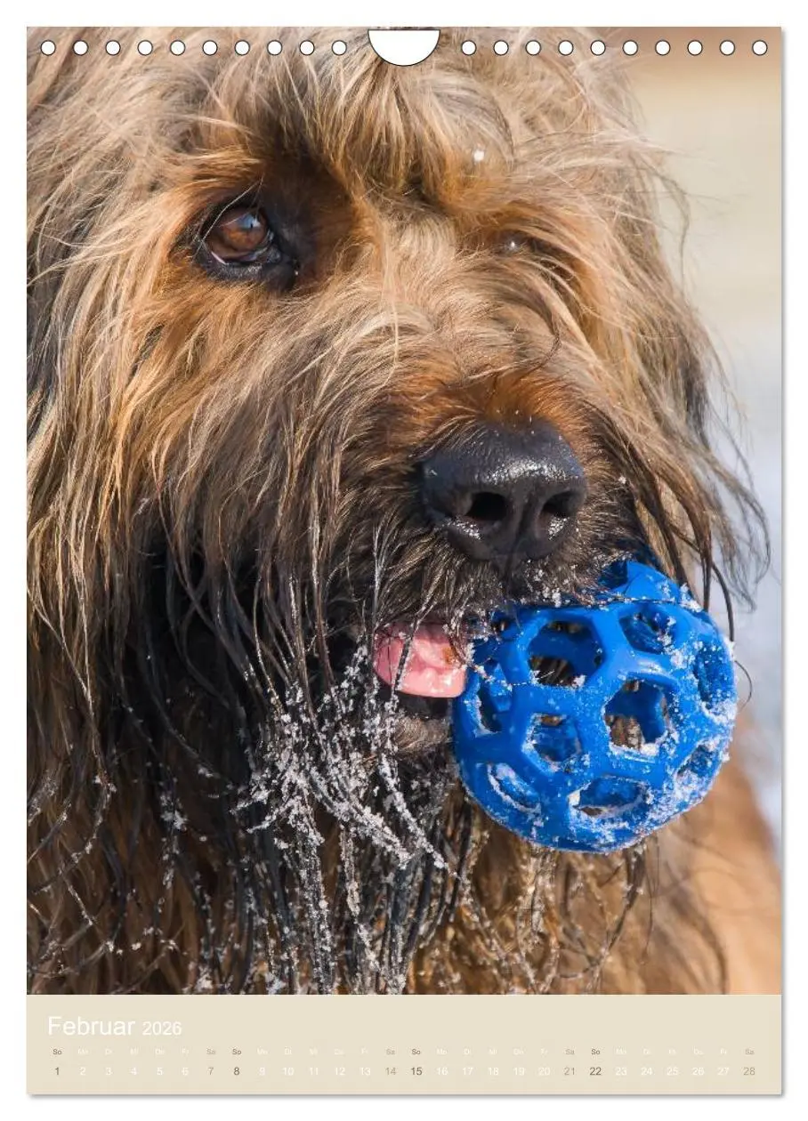 Bild: 9783516433241 | Briard-Gesichter (Wandkalender 2026 DIN A4 hoch), CALVENDO...