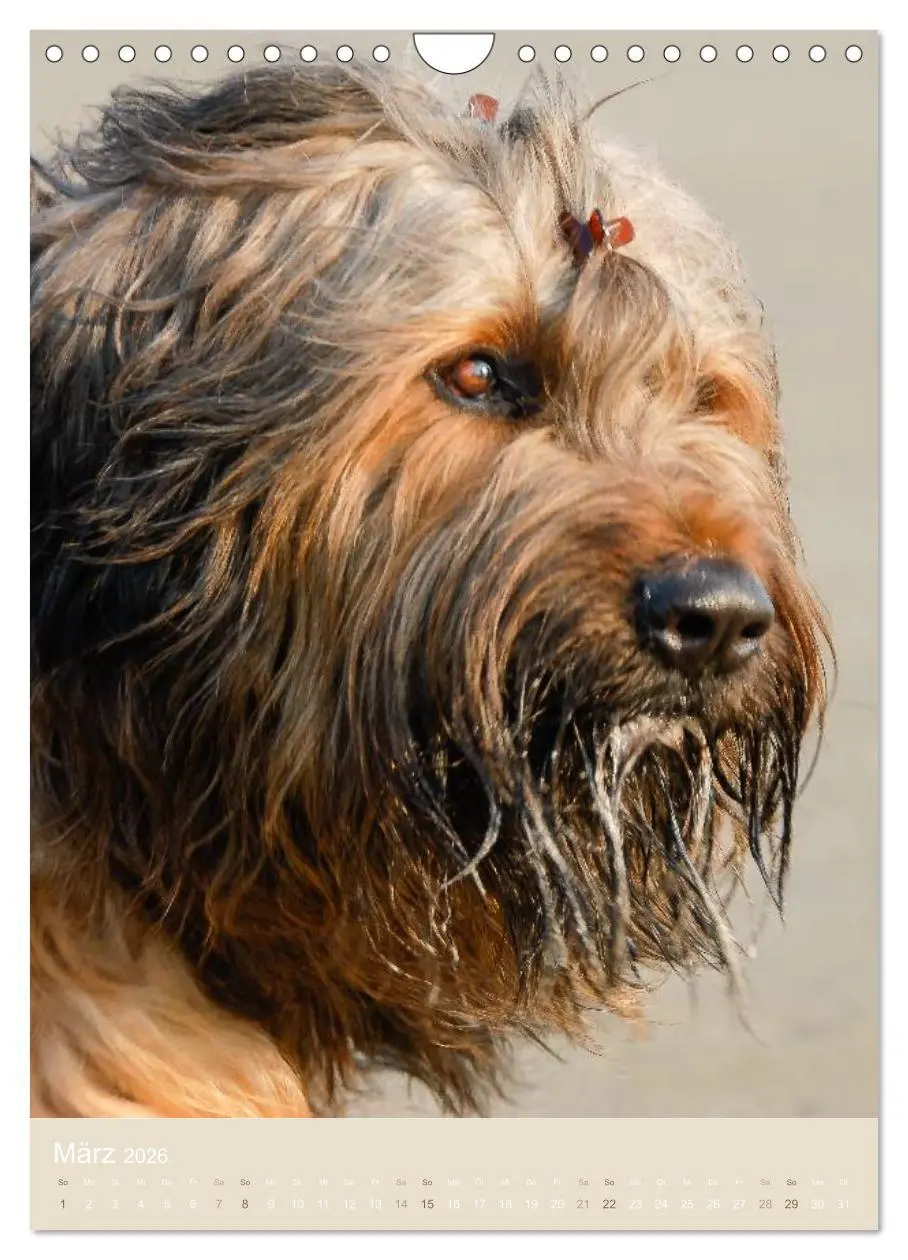 Bild: 9783516433241 | Briard-Gesichter (Wandkalender 2026 DIN A4 hoch), CALVENDO...