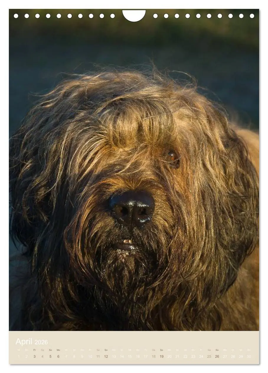 Bild: 9783516433241 | Briard-Gesichter (Wandkalender 2026 DIN A4 hoch), CALVENDO...