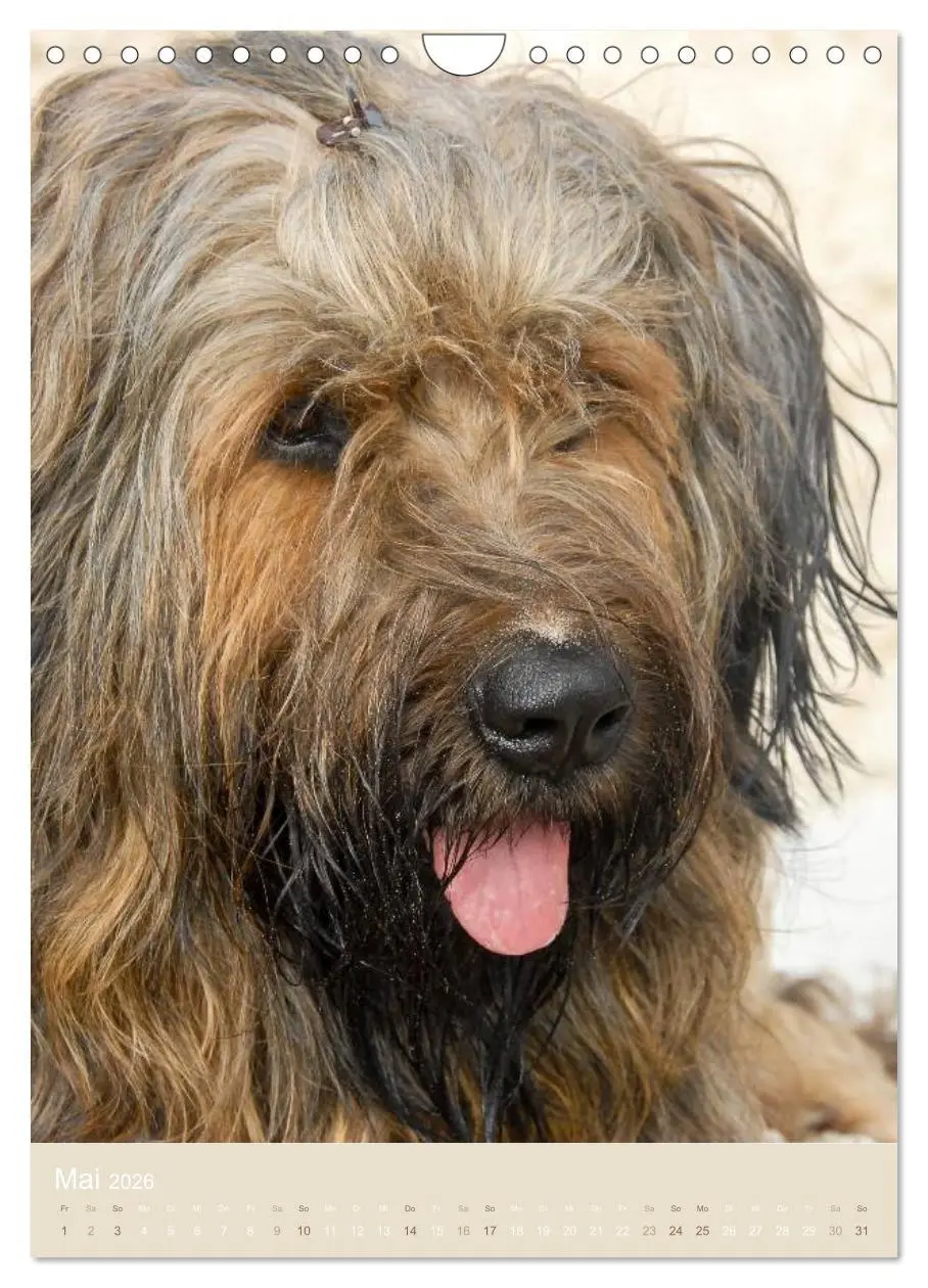 Bild: 9783516433241 | Briard-Gesichter (Wandkalender 2026 DIN A4 hoch), CALVENDO...