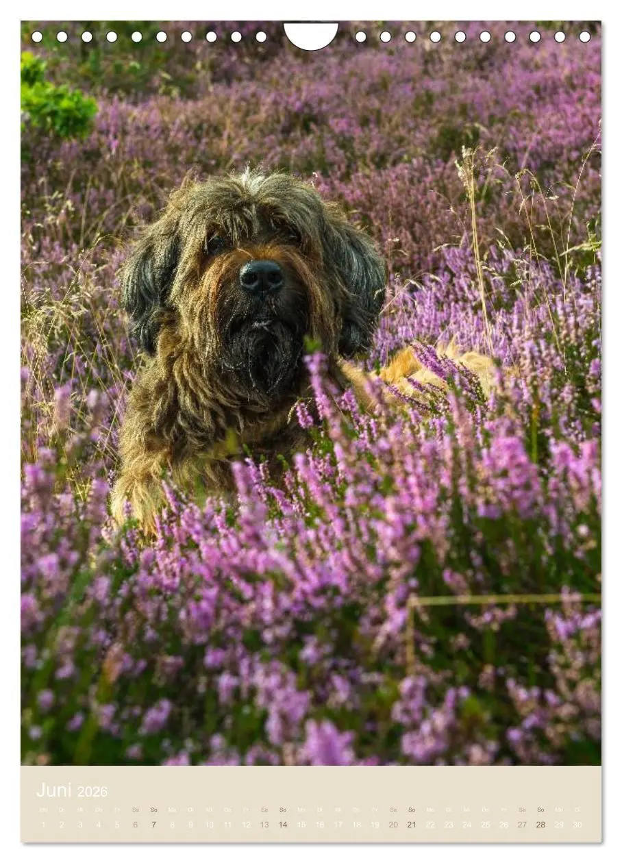 Bild: 9783516433241 | Briard-Gesichter (Wandkalender 2026 DIN A4 hoch), CALVENDO...