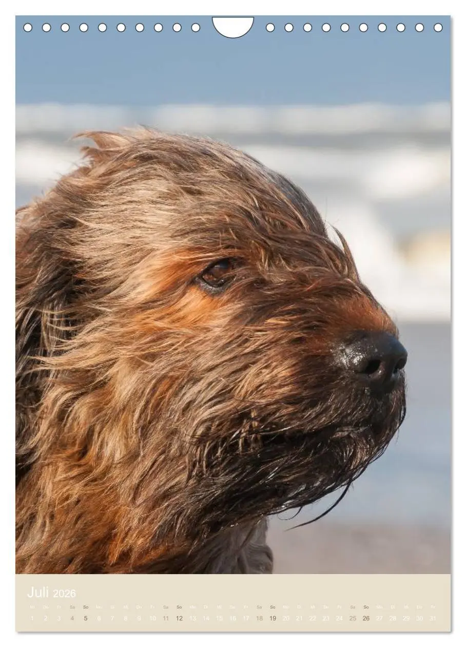 Bild: 9783516433241 | Briard-Gesichter (Wandkalender 2026 DIN A4 hoch), CALVENDO...