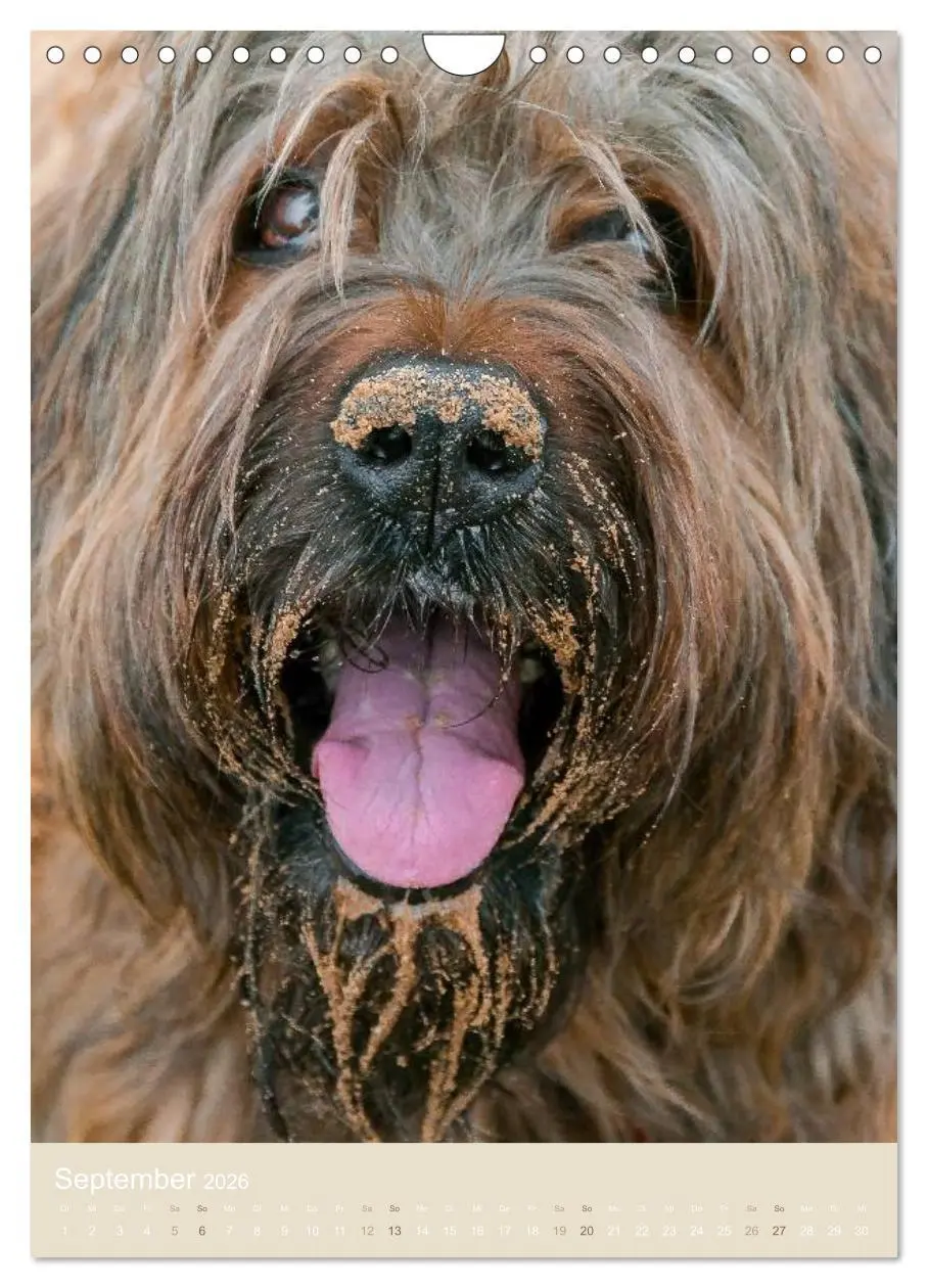Bild: 9783516433241 | Briard-Gesichter (Wandkalender 2026 DIN A4 hoch), CALVENDO...