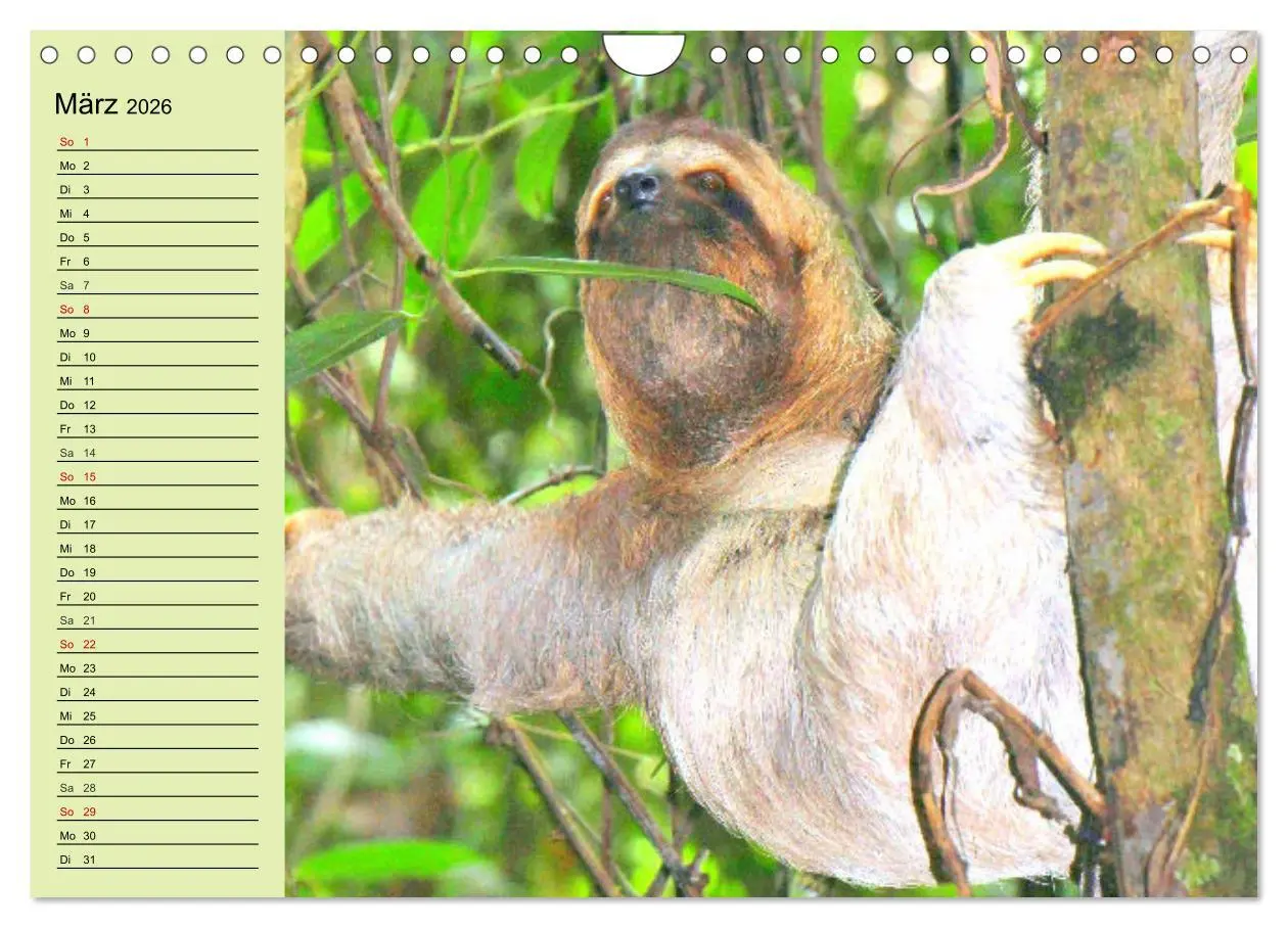 Bild: 9783457633441 | Der Faultier-Planer für mehr Ruhe und Gemütlichkeit! (Wandkalender...